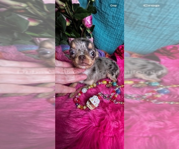 Medium Photo #1 Chihuahua Puppy For Sale in TRACY, CA, USA