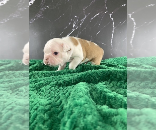Medium Photo #13 Boston Terrier Puppy For Sale in TULARE, CA, USA