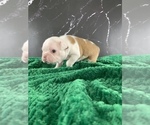 Small Photo #157 Boston Terrier Puppy For Sale in TULARE, CA, USA