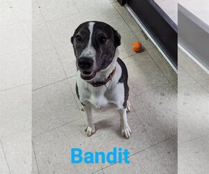 Mutt Dogs for adoption in Franklin, North Carolina, NC, USA