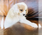 Small Photo #14 Cavapoo Puppy For Sale in FRESNO, OH, USA