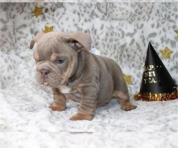 Medium Photo #1 English Bulldog Puppy For Sale in CHICAGO, IL, USA