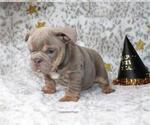 Small English Bulldog