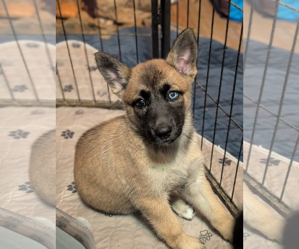 Medium Photo #1 Siberian Husky-Unknown Mix Puppy For Sale in Holly Springs, NC, USA