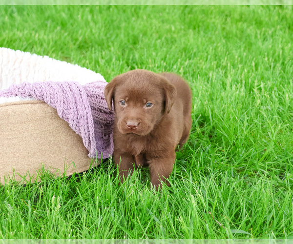 Medium Photo #4 Labrador Retriever Puppy For Sale in SYRACUSE, IN, USA