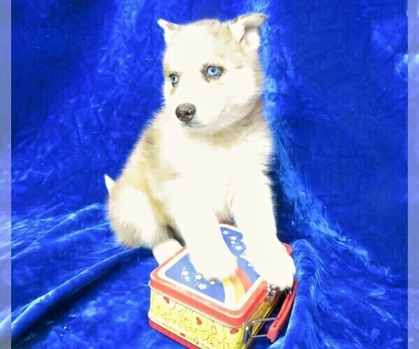 Medium Photo #4 Pomsky Puppy For Sale in GROVESPRING, MO, USA
