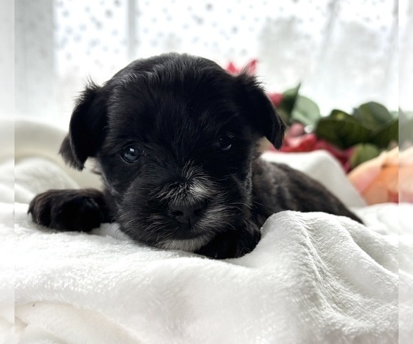 Medium Photo #6 Morkie Puppy For Sale in ROCK STREAM, NY, USA