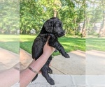 Small Photo #32 Golden Mountain Doodle  Puppy For Sale in BROKEN ARROW, OK, USA