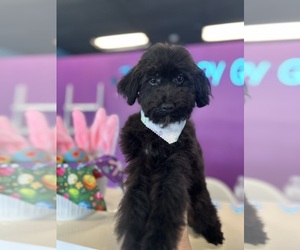 Poodle (Toy) Puppy for sale in CROWN CITY, OH, USA