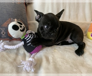 French Bulldog Puppy for sale in JOHNS ISLAND, SC, USA