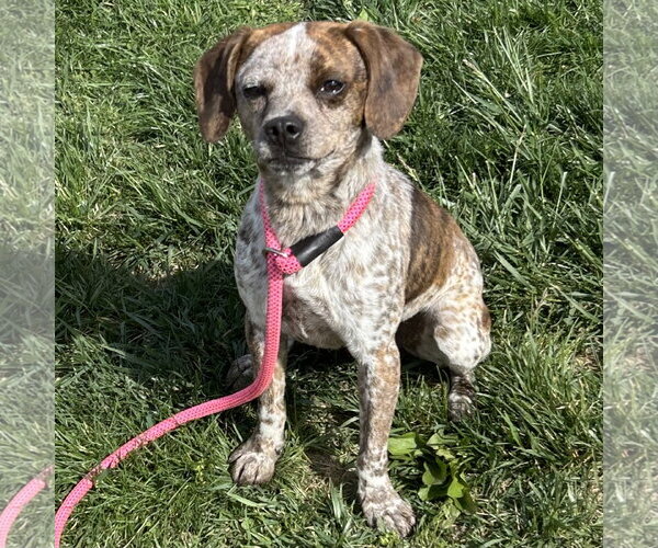 Medium Photo #3 Chihuahua-Unknown Mix Puppy For Sale in Batavia, OH, USA