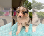 Puppy Puppy 7 Australian Shepherd
