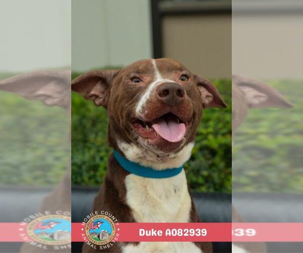 Medium Photo #2 Bulldog-Unknown Mix Puppy For Sale in Mobile, AL, USA