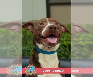 DUKE - Male Bulldog-Unknown Mix Dog for Adoption - Photo #2