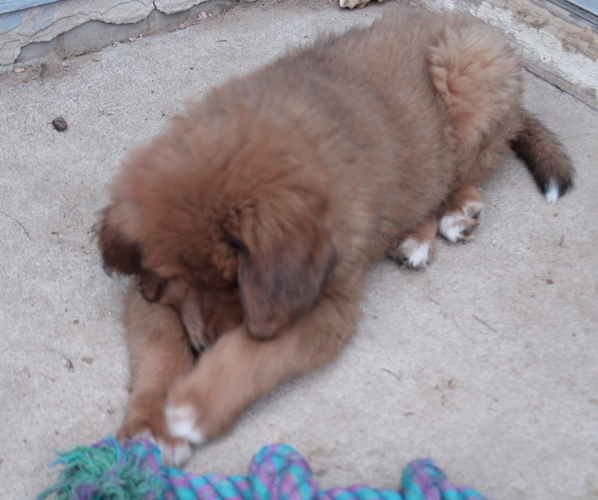 Medium Photo #2 Tibetan Mastiff Puppy For Sale in MONUMENT, CO, USA