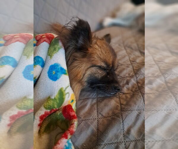 Medium Photo #3 Chiranian Puppy For Sale in Princeton, MN, USA