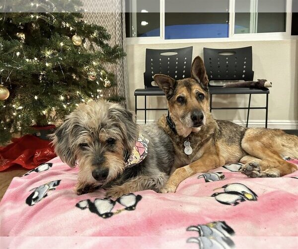 Medium Photo #7 German Shepherd Dog-Unknown Mix Puppy For Sale in  Ramona, CA, USA