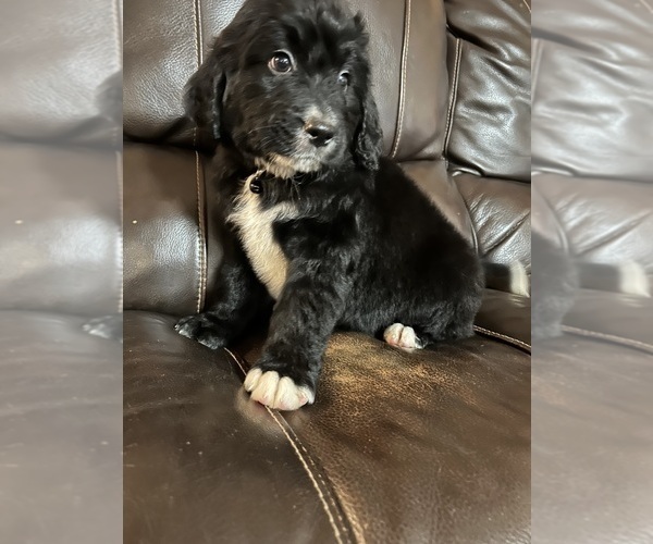 Medium Photo #2 Bernedoodle Puppy For Sale in BREMEN, GA, USA