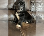 Small Photo #2 Bernedoodle Puppy For Sale in BREMEN, GA, USA