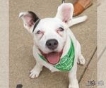 Londyn - Male Mutt Dog for Adoption - Small photo