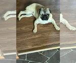 Small #1 Pug