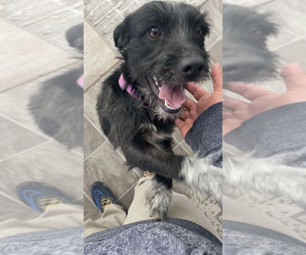 Medium Photo #1 Mutt Puppy For Sale in Dana Point, CA, USA