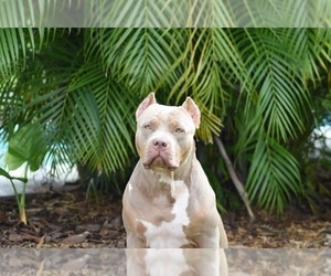 Mother of the American Bully puppies born on 12/06/2021