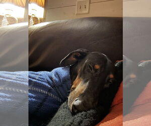 Doberman Pinscher Dogs for adoption in Minneaoplis, MN, USA