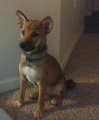 Shiba Inu Puppy for sale in COLUMBIA, MO, USA