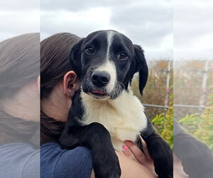 Ricky - Male Labrador Retriever Dog for Adoption - Photo #2