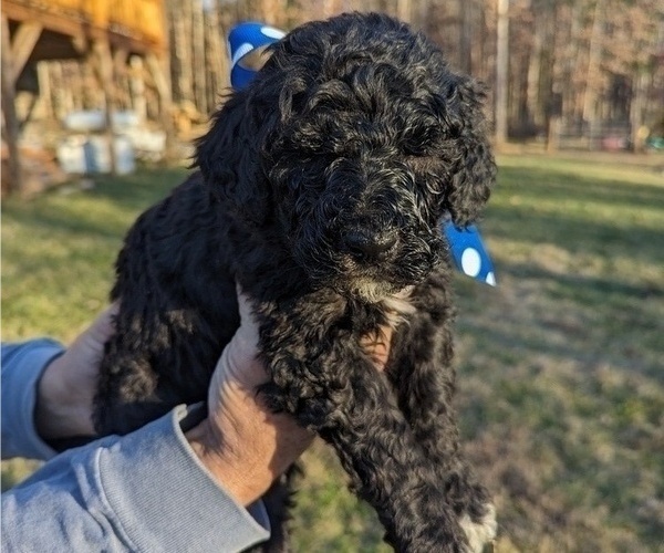 Medium Photo #2 Bernedoodle Puppy For Sale in MORGANTON, NC, USA