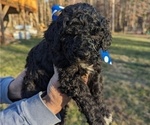 Small Photo #2 Bernedoodle Puppy For Sale in MORGANTON, NC, USA