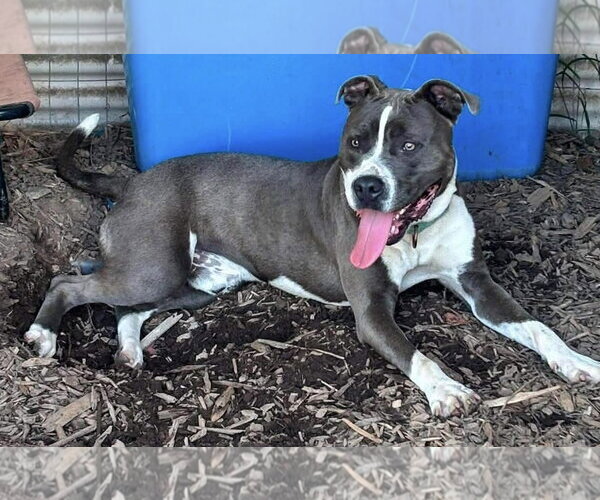 Medium Photo #2 Mutt Puppy For Sale in Rustburg, VA, USA