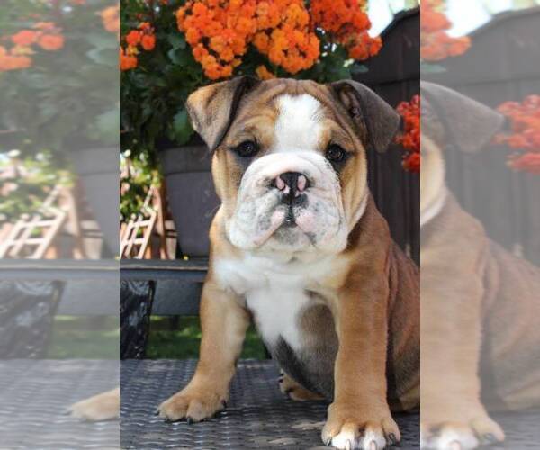Medium Photo #2 Bulldog Puppy For Sale in SANTA ANA, CA, USA