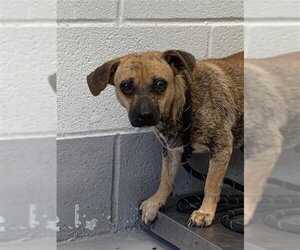 Chihuahua-Unknown Mix Dogs for adoption in Corpus Christi, TX, USA