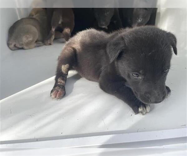 Medium Photo #1 Siberian Husky-Unknown Mix Puppy For Sale in Houston, TX, USA