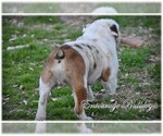 Small Photo #3 Bulldog Puppy For Sale in MESQUITE, TX, USA