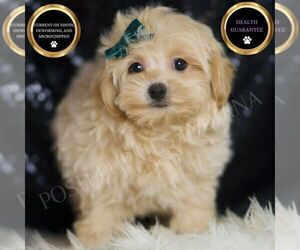 Medium Maltipoo