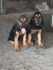 Bloodhound Puppy for sale in COURTLAND, VA, USA
