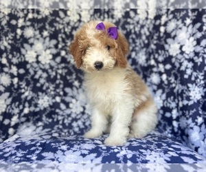 Cavapoo Puppy for sale in LAKELAND, FL, USA