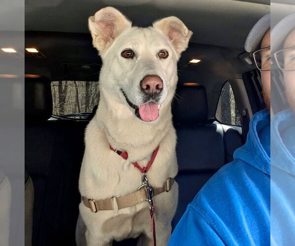 Medium Photo #14 Huskies -Unknown Mix Puppy For Sale in Canton, CT, USA