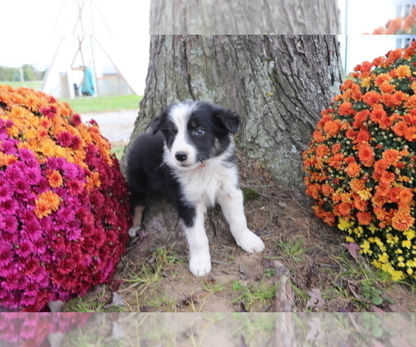 Medium Photo #3 Border Collie Puppy For Sale in SHILOH, OH, USA