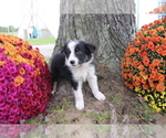Small Photo #3 Border Collie Puppy For Sale in SHILOH, OH, USA