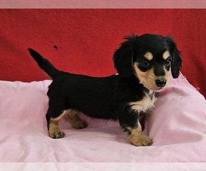 Dachshund Puppy for sale in CLARK, MO, USA