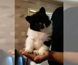 Pomeranian Puppy for sale in SESSER, IL, USA