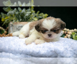 Puppy Heather Shih Tzu