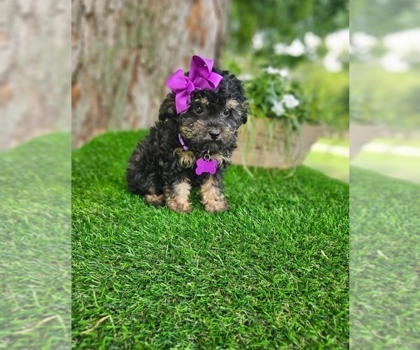 Medium Photo #2 Poodle (Toy) Puppy For Sale in INDIANAPOLIS, IN, USA