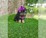 Small #1 Poodle (Toy)