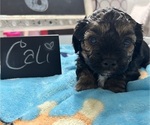 Puppy 2 YorkiePoo