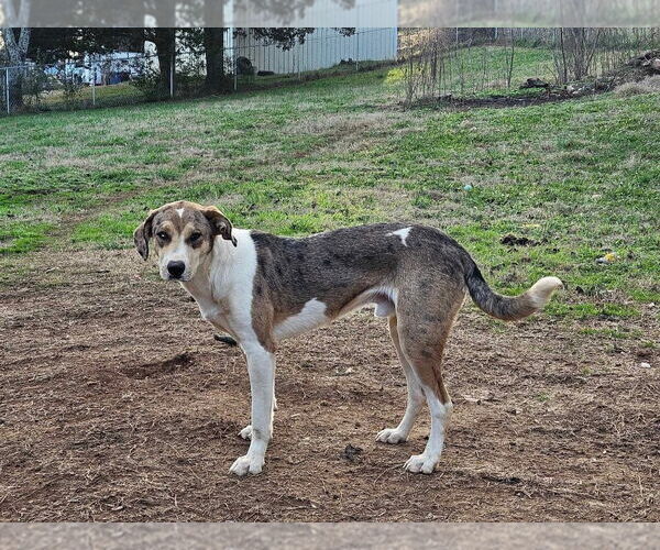 Medium Photo #8 Australian Shepherd-Great Dane Mix Puppy For Sale in Bullard, TX, USA
